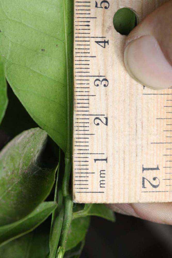              Unifoliolate leaf (Riverside, CA)       